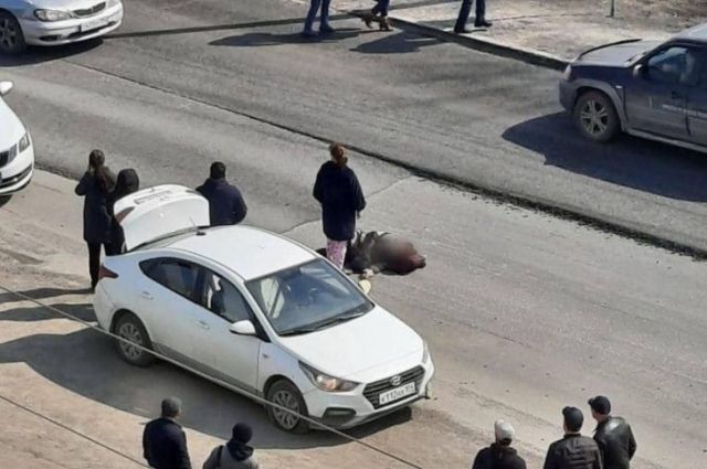 Hyundai сбил женщину на Хилокской в Новосибирске