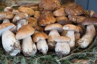 Белых грибов в Новосибирской области в 2021 году будет не так много, как в прошлом. 