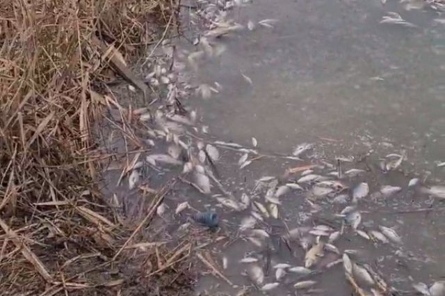 Под Саратовом произошла массовая гибель рыбы