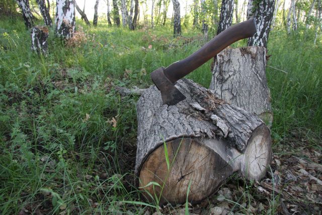 Прокуратура начала проверку из-за вырубки деревьев в Челябинске