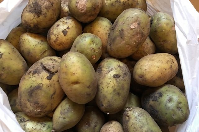 В порту Новороссийска выявили картофель из Египта с живыми гусеницами