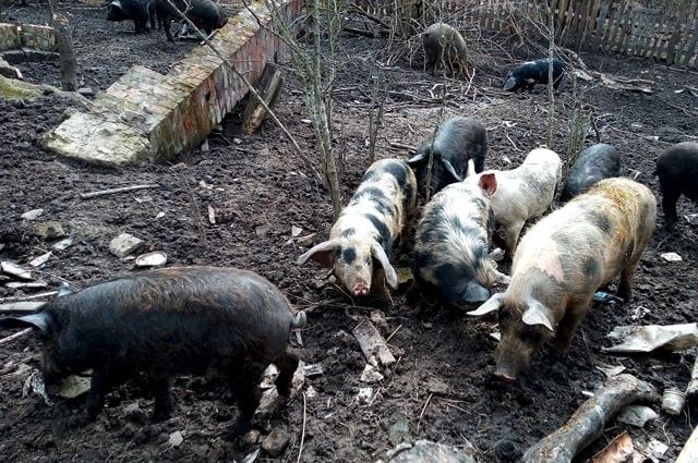 В Стародубском районе наказали хозяина свиней за плохие условия содержания