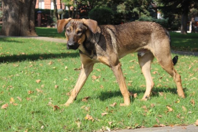 В Краснодаре живодер избивал собаку, пока она не потеряла зрение