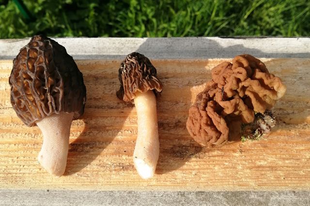 Первые грибы весны – строчки и сморчки. Чем отличаются и можно ли их есть?