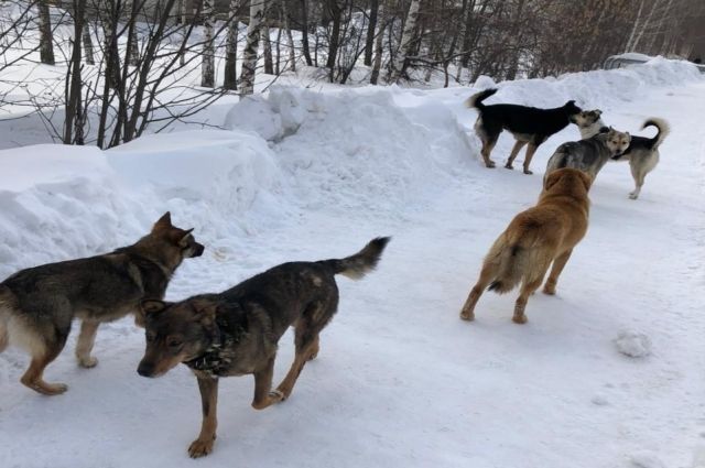 Жалобы с зимы: татарстанцы выложили фото мест, где собаки напали на ребенка