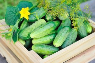 На украинских рынках зафиксированы рекордные цены на огурцы