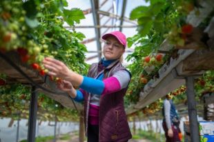 Стали известны самые популярные страны среди украинских гастарбайтеров