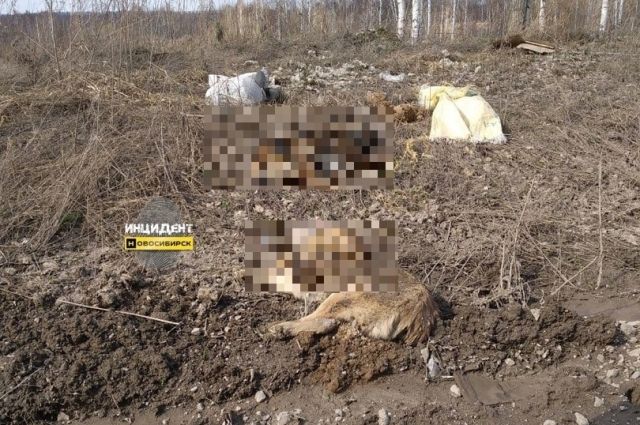 Трупы собак разбросали на дороге в селе под Новосибирском