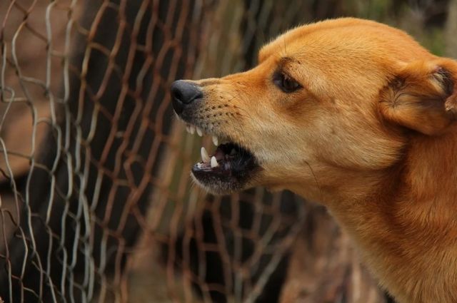 В Новотроицке бродячая собака откусила губу шестилетней девочке.