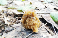 В этом году первый гриб в лесах Новосибирской области был найден 30 апреля. Как правило, первыми на поверхности появляются сморчки. Илья Песчинский нашел сразу два экземпляра. 