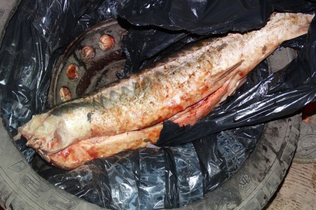 Через границу в Оренбуржье незаконно пытались ввезти 6 тушек рыбы.