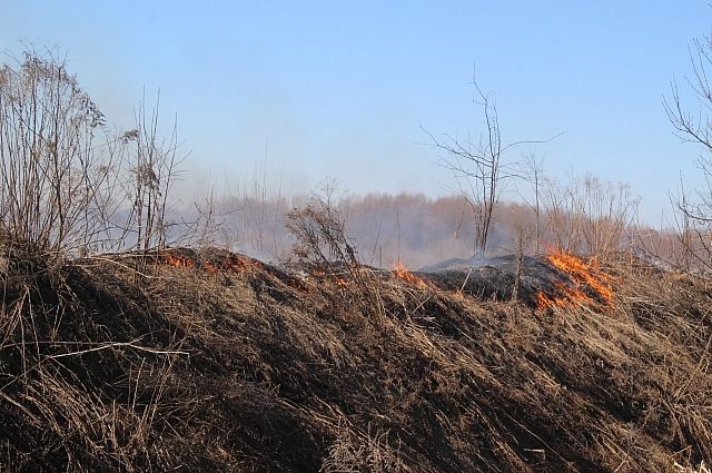 ​С начала весны в Новосибирске произошло 236 пожаров из-за поджога сухой травы. Их общая площадь — 236 гектаров. 