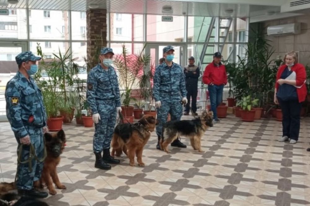 Собаки исполняли команды «Сидеть», «Лежать», «Голос», а еще искали в коробках «запрещенные» предметы.