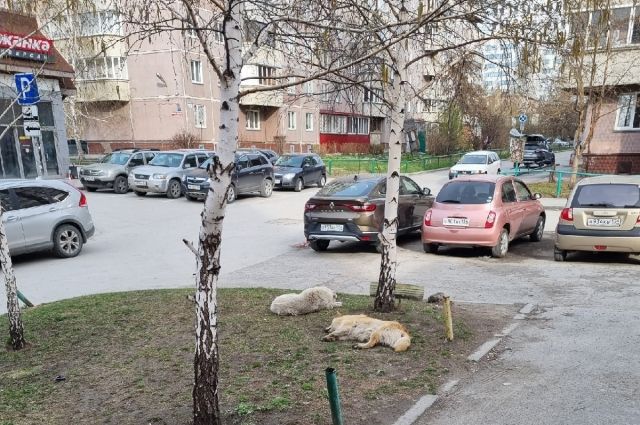 В Новосибирске бездомная собака бросилась на 4-летнего мальчика