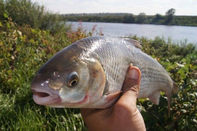 рыбалка на дону ростовская область