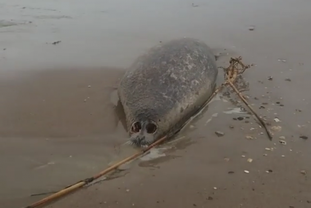 Неизвестные содрали шкуры с тюленей, найденных на берегу Каспия в Дагестане