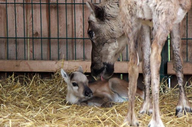 В зоопарке «Лимпопо» в Нижем Новгороде родился северный олененок