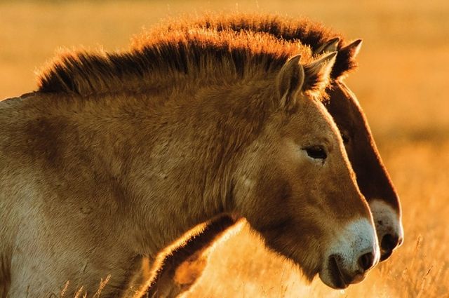 В Оренбуржье лошади Пржевальского обзавелись потомством.