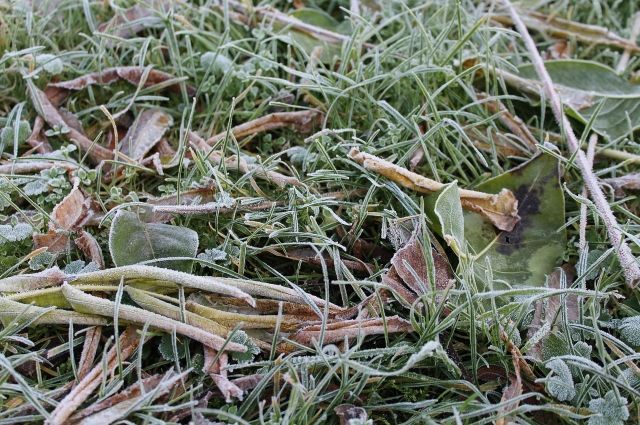 Южноуральским садоводам пообещали заморозки на почве до минус 2 градусов