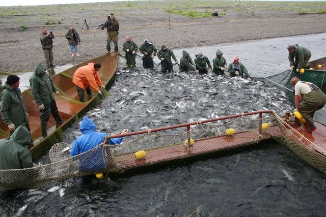 Камчатским рыбакам обещают рекордную лососевую путину
