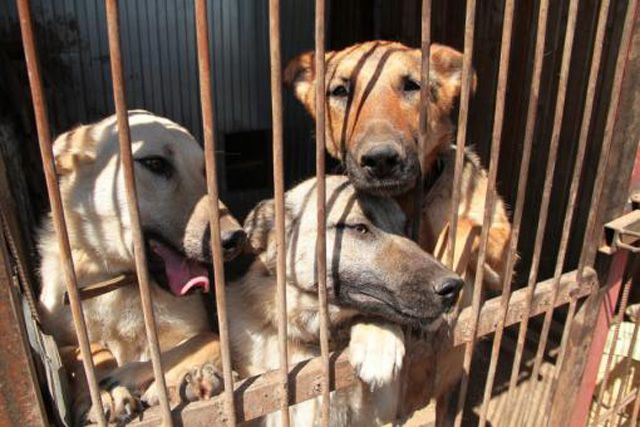 В Рязани отловили 30 собак, сбежавших из приюта