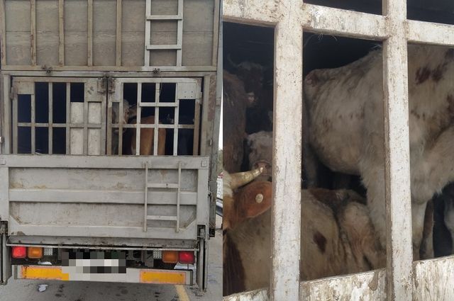 Коров без документов остановили в Хабаровске