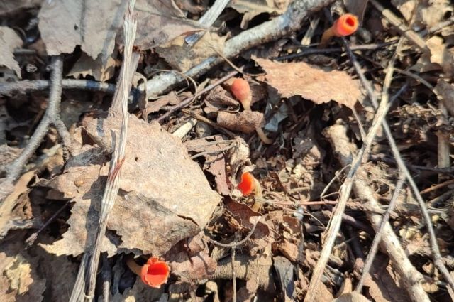 Краснокнижный мохнатый гриб нашли в Новосибирской области