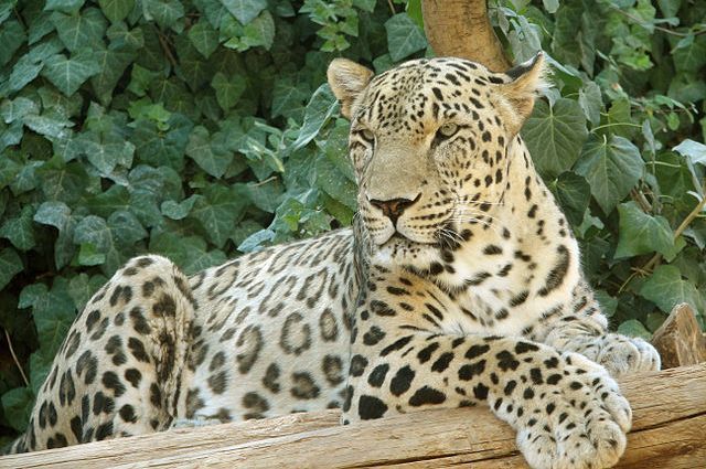 Китайский сафари-парк неделю скрывал побег трех леопардов
