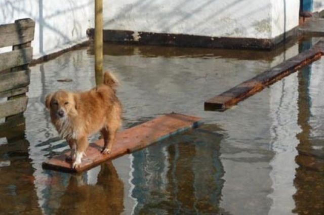 В Хабаровском крае затопляет Николаевский район