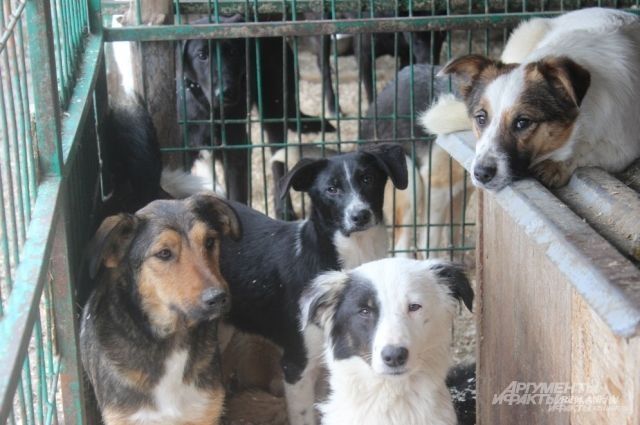 Камчатские власти выделили субсидию приютам бездомных животных
