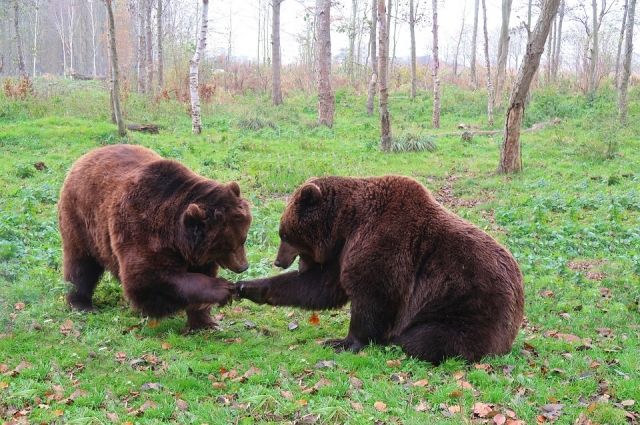 В омских охотничьих угодьях разрешено добыть почти 500 бурых медведей
