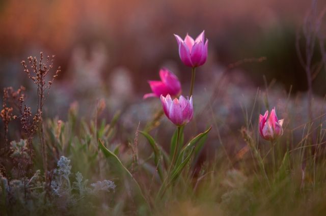 Первоцветы — драгоценные камни оренбургских степей