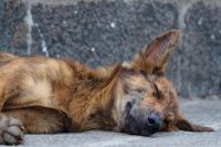 В Харпе живодер расстрелял чипированную собаку 