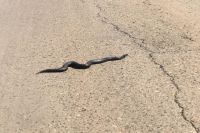 Четырёх змей жители Кондратово встретили во время прогулок.