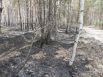 Встречный пал. Горят леса: как тушат пожары в Тюменской области, 2021.