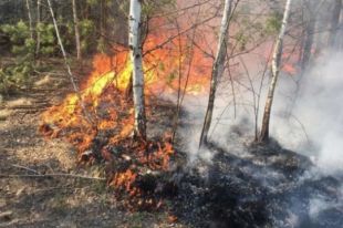 В Украине объявили чрезвычайный уровень пожарной опасности.