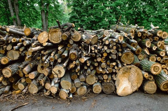 Прокуратура провела проверку из-за незаконной вырубки деревьев в Челябинске