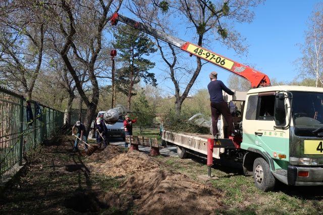 В Омске высадили 900 деревьев