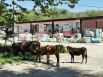 Коровы на центральном шоссе Абхазии - привычное дело. Иногда даже лежат, нежатся на горячем асфальте.