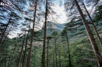 Национальный парк «Нечкинский» пострадал во время лесного пожара в Удмуртии