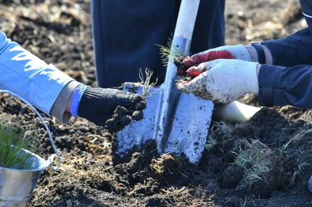 В Курской области засадили 307 гектаров леса