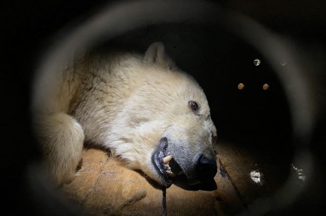 Транспортировка белого медведя из Якутска в Москву для реабилитации