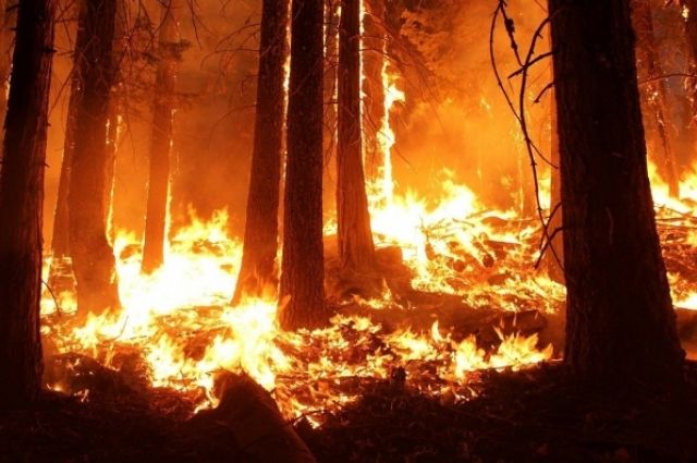 Площадь лесных пожаров на территории РФ за сутки сократилась на 20%
