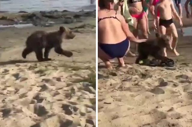 Медвежонок свободно бегал по пляжу без поводка и намордника.