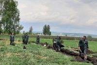 18 мая в Кемеровской области началась высадка 30 тысяч сибирских кедров.
