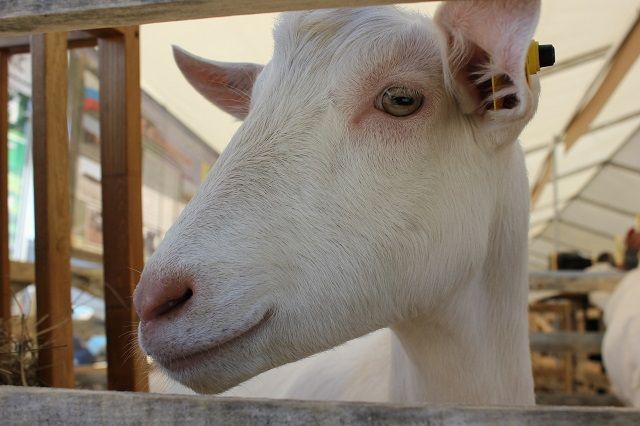 Зааненские козы  - самые распространённые на Ставрополье.