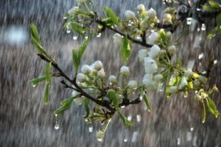 Погода на выходные: ожидаются дожди с грозами.