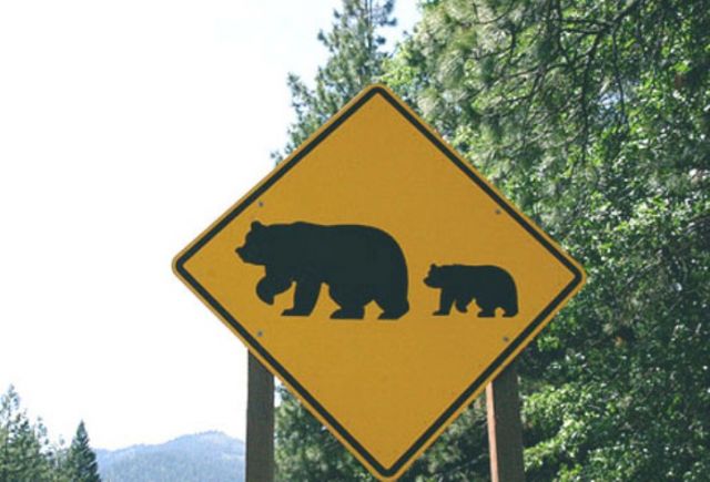 На дорогах Камчатки после смертельного ДТП установят знаки «медвежьи тропы»