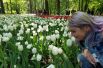 Больше всего в мире тюльпанов выращивается в Нидерландах.