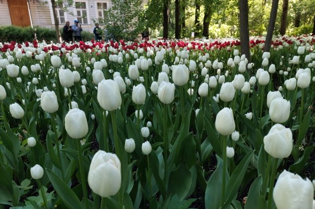 Мелодия тюльпанов. Как выглядит фестиваль цветов в Петербурге
